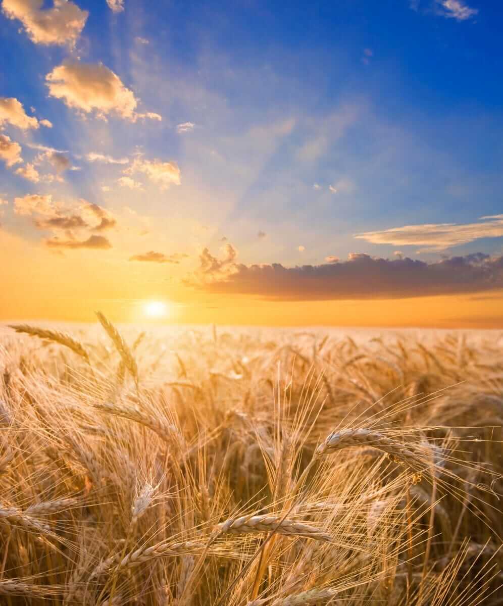Beautiful Landscape Of Sunset Over Wheat Field by Yuriy_Kulik via iStock